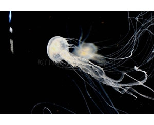 大西洋海刺水母